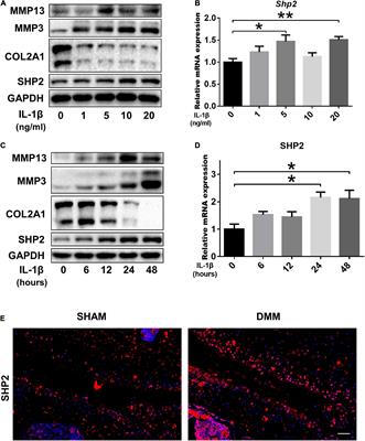 Src Homology 2 Domain-Containing Protein Tyrosine Phosphatase Promotes Inflammation and Accelerates Osteoarthritis by Activating β-Catenin